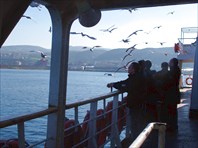 Чайки за кормой верны кораблю