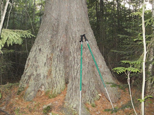 У корней лесного великана