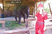 Аня рядом со слоненком, которого используют для шоу.