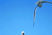 IMG_8349w