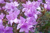 Rhododendron dasypetalum