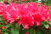 Rhododendron `Bad Eilsen`