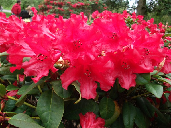 Rhododendron "Bad Eilsen"