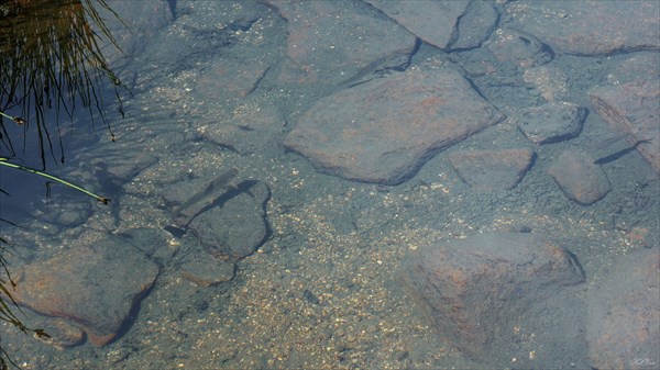 Мелкий хариус в озере Радужное