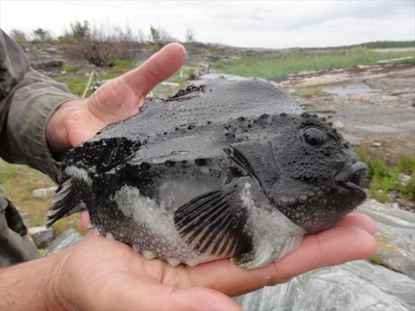 Рыбка пинагор