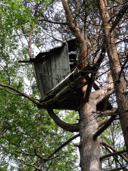 Домик на дереве