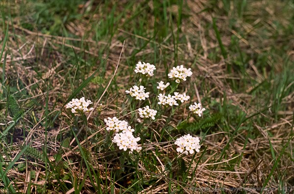 белые цветочки