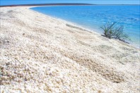 A226,_Shark_Bay_Marine_Park,_Western_Australia,_Shell_Beach,_200-Пляж ракушек Шелл-бич