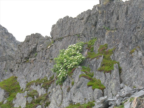 Рябина на скалах