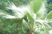 Молодая пальма