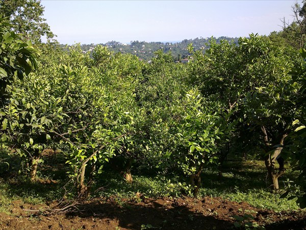 на фото: Мандариновый сад на склоне горы,вдалеке море