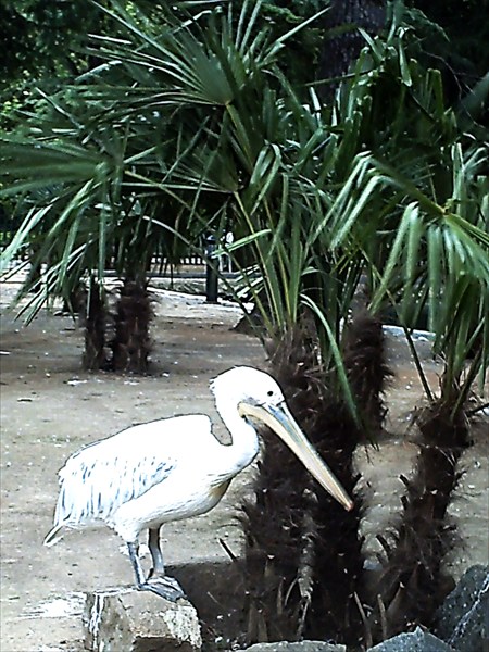 Пеликан в зоосаде