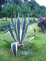 Аджария июнь 2012