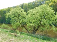 42 раздвоение