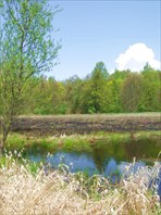 43 весенний лес