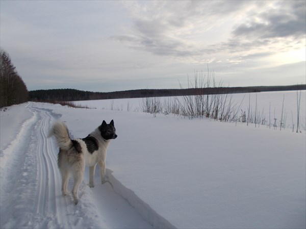 Зимняя дорога