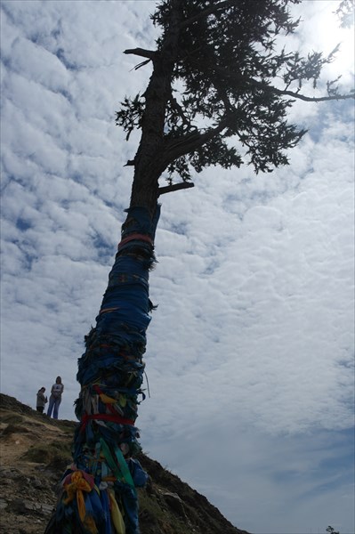 Шаманское дерево