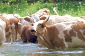 коровы дезинфицируют реку! *-)