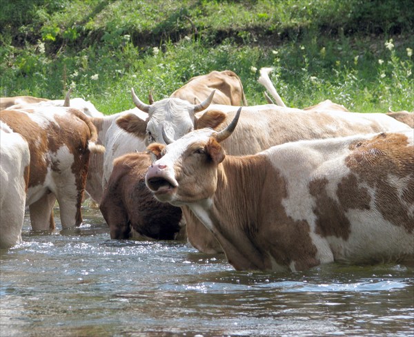 коровы дезинфицируют реку! *-)