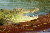 Крокодил на берегу озера Чамо