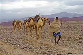 Караван верблюдов, пустыня Данакиль