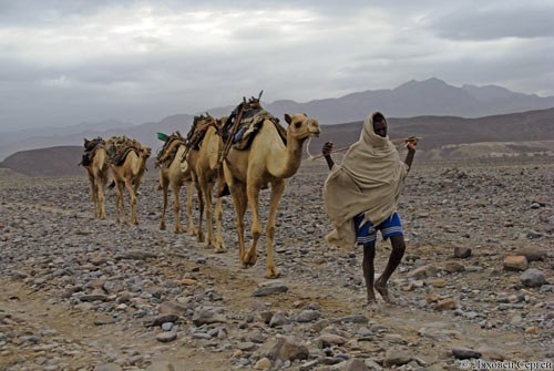 Караван верблюдов, пустыня Данакиль