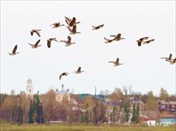 Гусиный заказник "Кологривская пойма"-Гусиный заказник