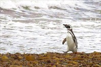 Otway-Пингвины залива Отвэй
