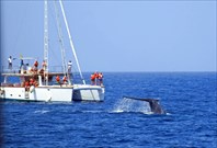 Мирисса. Whale watching.