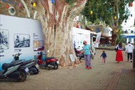 Эвкалипт 1936 года