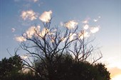 Сухое дерево с облачками