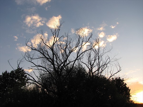 Сухое дерево с облачками
