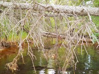 Ручей оказался мягко говоря непроходимый