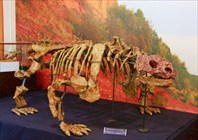 Один из экспонатов-Палеонтологический музей