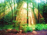 Лес-Самурский лес