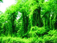 Растительность-Самурский лес