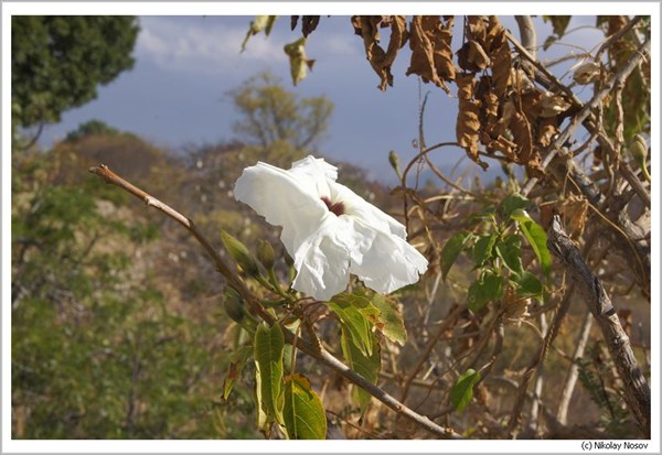 Белый цветок Монте-Альбана