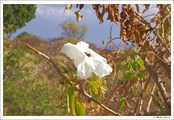 Белый цветок Монте-Альбана