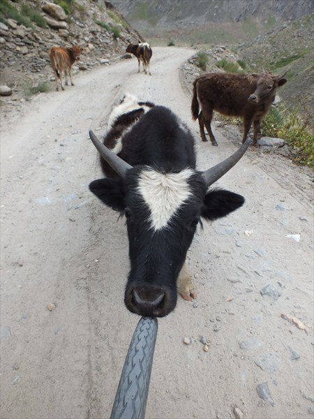 Дорога в Занскар. Мини коровы