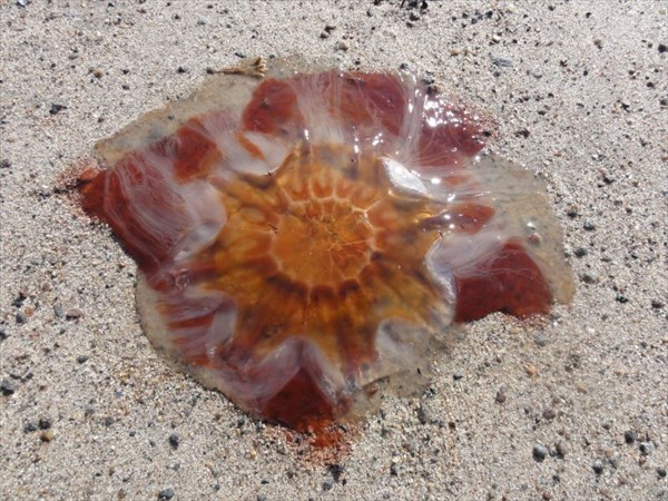 Медуза на песке
