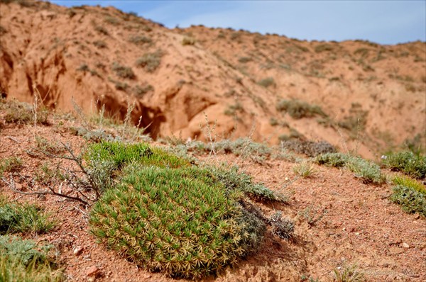Растительность в каньоне Сказка