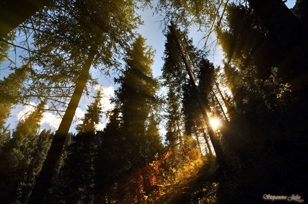 Сказочный лес