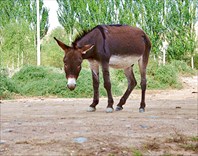 Грустный придорожный ослик-город Балыкчи