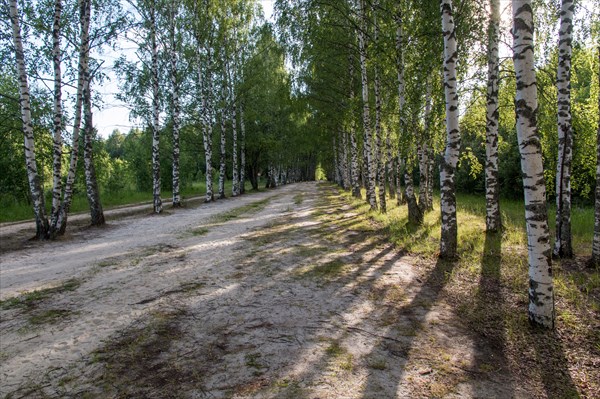 Берёзовая аллея по пути к оз. Светлояр