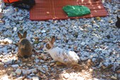о.Видос- остров где правят кролики и фазаны