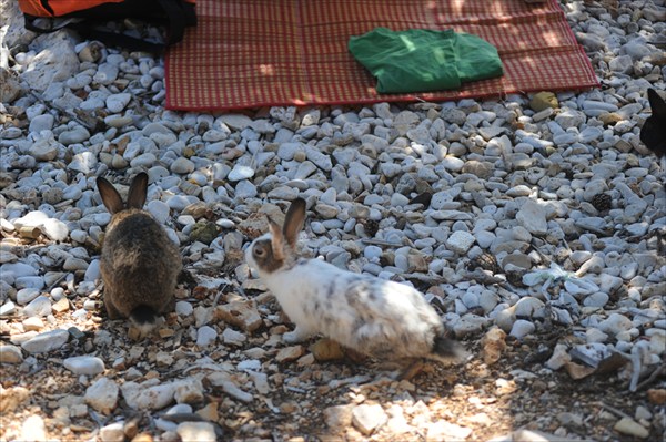 о.Видос- остров где правят кролики и фазаны