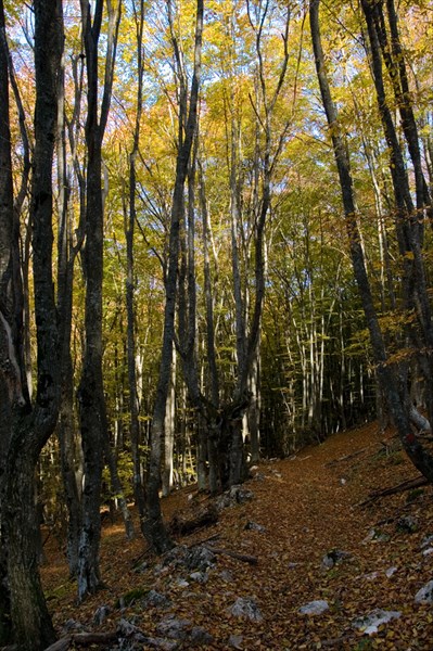 Осенние крымские леса