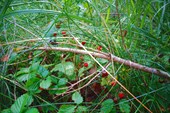 DSC00980