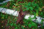 DSC00985