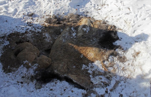 И еще один лось, убитый браконьерами